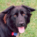 Angus was adopted in January, 2004